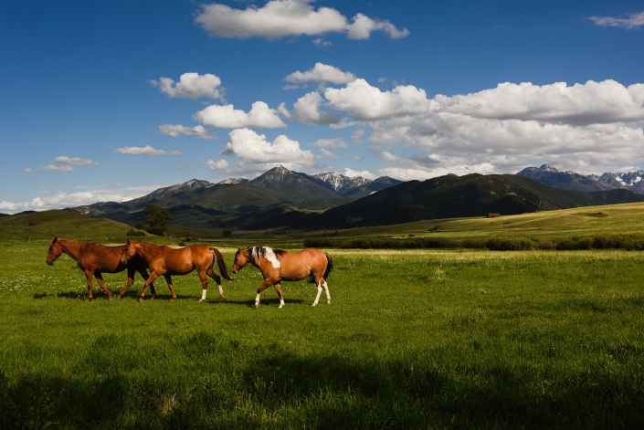 Bozeman_Photographer_horses_Mountains_Paradise_Valley